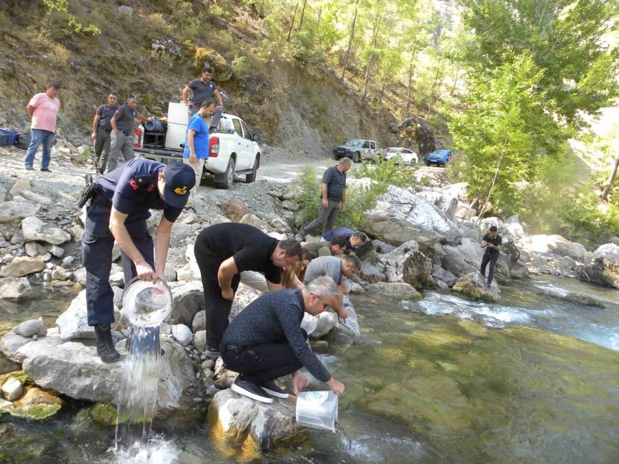 Alara Çayı’na 5 Bin Adet Kırmızı Benekli Alabalık Salındı