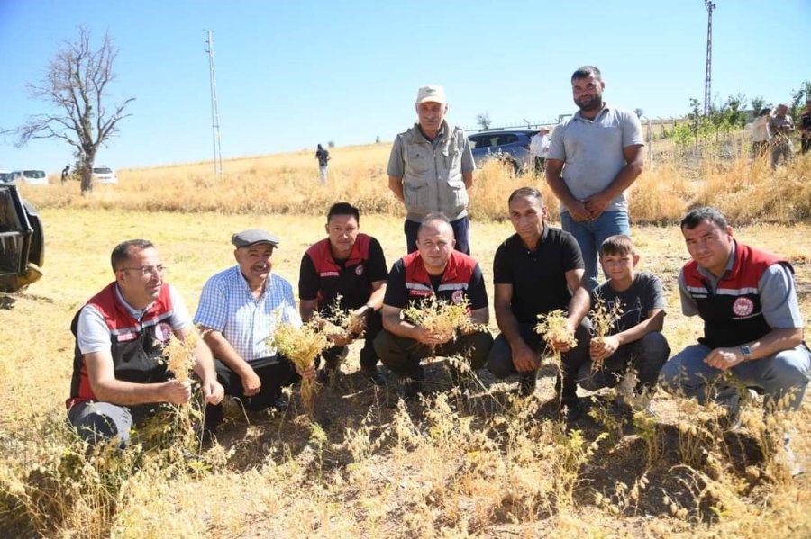 İl Müdürü Saklav, Çiftçilerle Hasat Yaptı