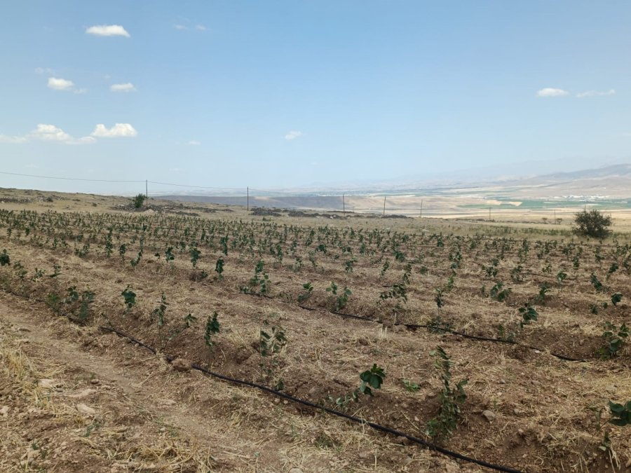 Niğde’de Tıbbi Aromatik Bitki Yetiştiriciliği Demonstrasyon Projesi Hayata Geçiyor