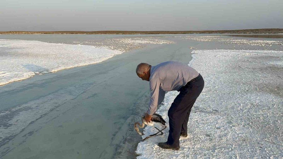 Sürüsüyle Uçarken Çiftliğe Düşen Yavru Flamingo Tuz Gölü’ne Bırakıldı