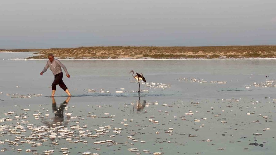 Sürüsüyle Uçarken Çiftliğe Düşen Yavru Flamingo Tuz Gölü’ne Bırakıldı