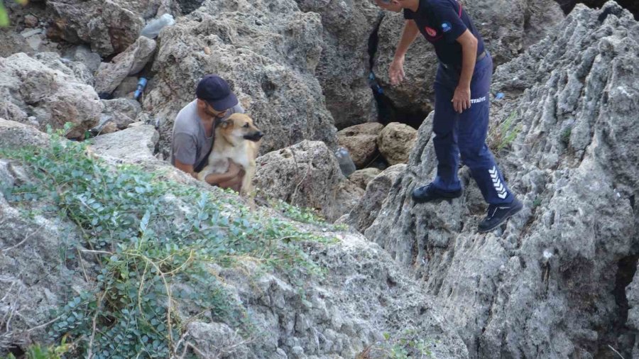 Tasmasından Kurtulan Köpek 20 Metrelik Kayalıklardan Aşağı Düştü