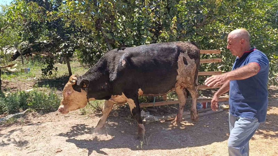 Antalya’da Ahır Yangını: 3 İnek, 12 Keçi Telef Oldu