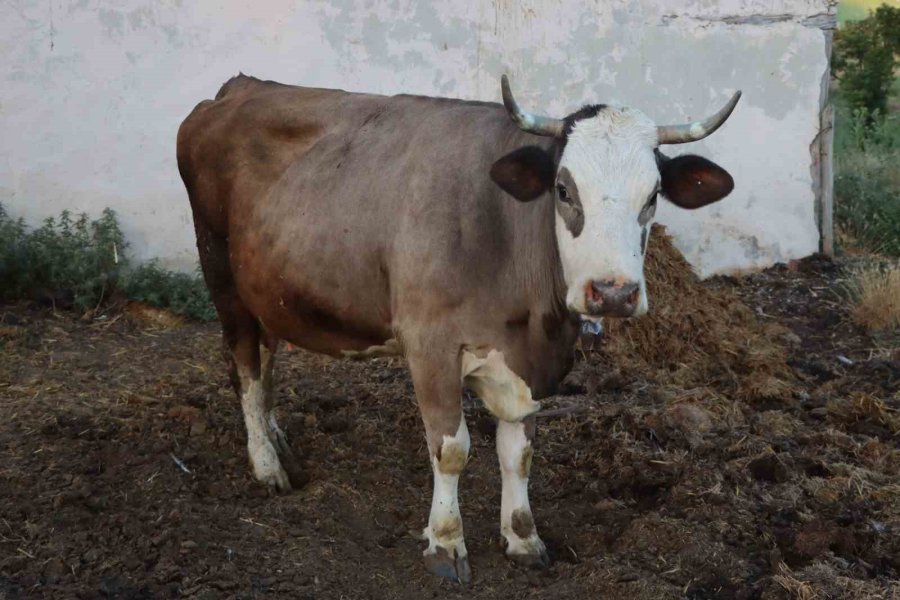 Biyogaz Tesisi İle Çevreye Ve Ekonomiye Katkı Sağlamak İstiyorlar