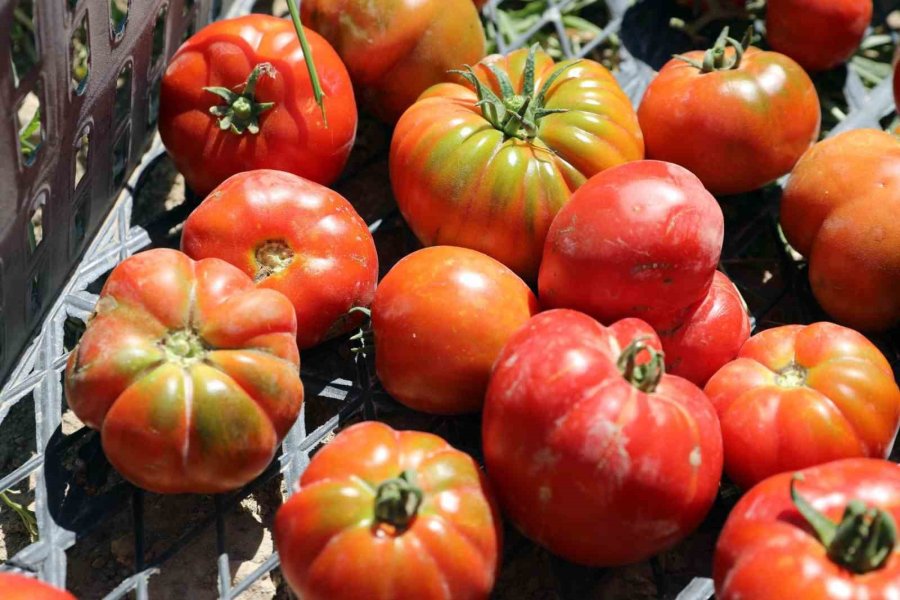 Niğde’de Üniversitenin Tarım Arazilerinde Sebze Meyve Hasadı Başladı