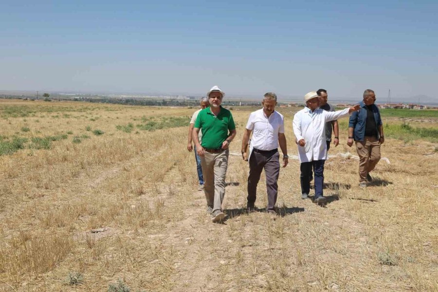 Niğde’de Üniversitenin Tarım Arazilerinde Sebze Meyve Hasadı Başladı