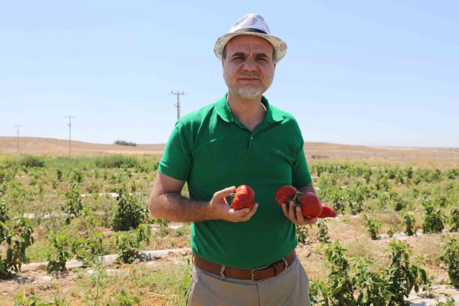 Niğde’de Üniversitenin Tarım Arazilerinde Sebze Meyve Hasadı Başladı