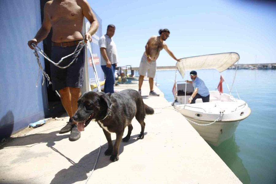 Tünelin Altındaki Koyda Mahsur Kalan Köpeğe Kurtarma Operasyonu