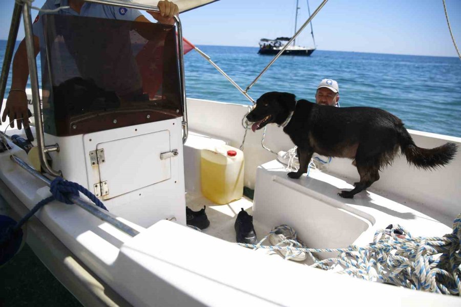 Tünelin Altındaki Koyda Mahsur Kalan Köpeğe Kurtarma Operasyonu