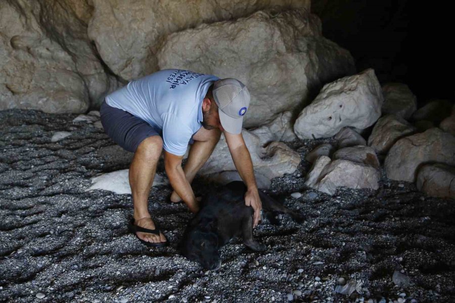 Tünelin Altındaki Koyda Mahsur Kalan Köpeğe Kurtarma Operasyonu