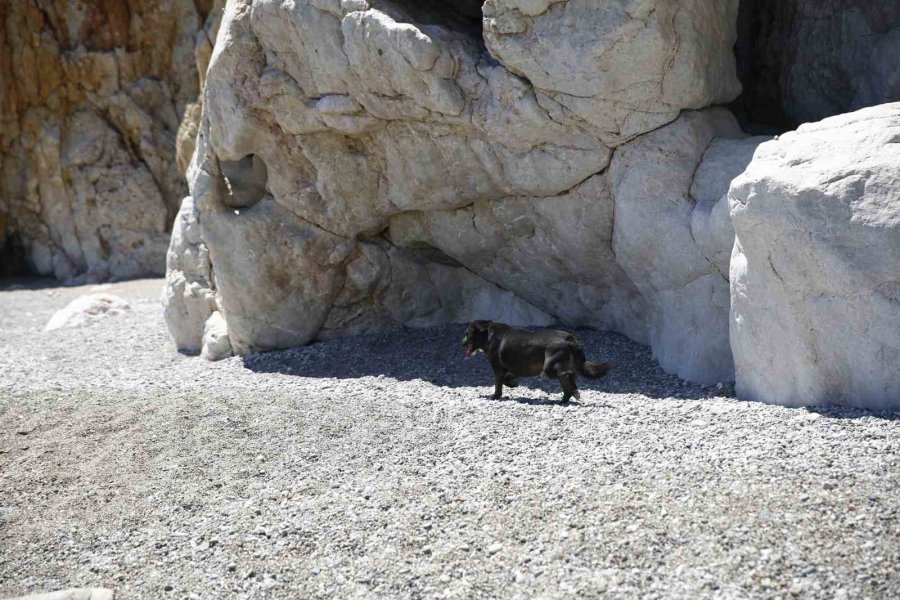 Tünelin Altındaki Koyda Mahsur Kalan Köpeğe Kurtarma Operasyonu