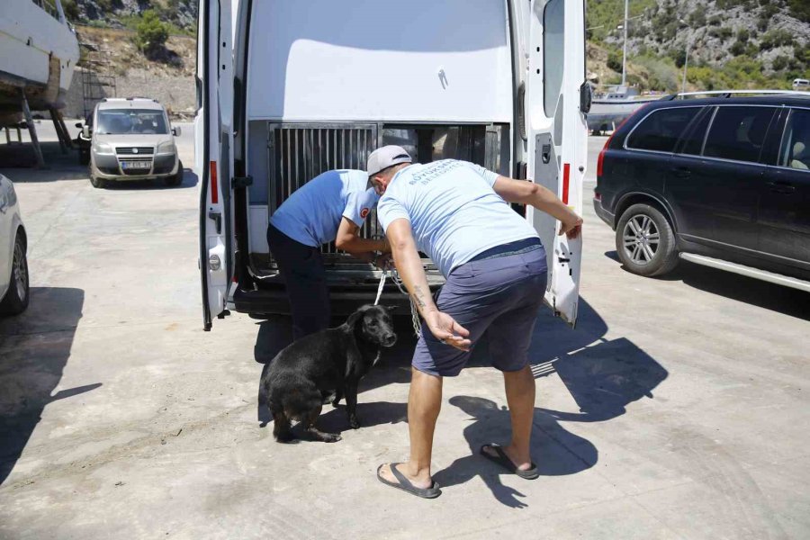 Tünelin Altındaki Koyda Mahsur Kalan Köpeğe Kurtarma Operasyonu