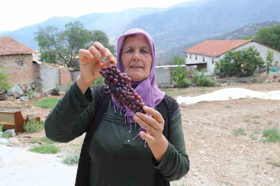 Çiftçilere Salça Ve Üzüm Sıkma Makinesi Desteği