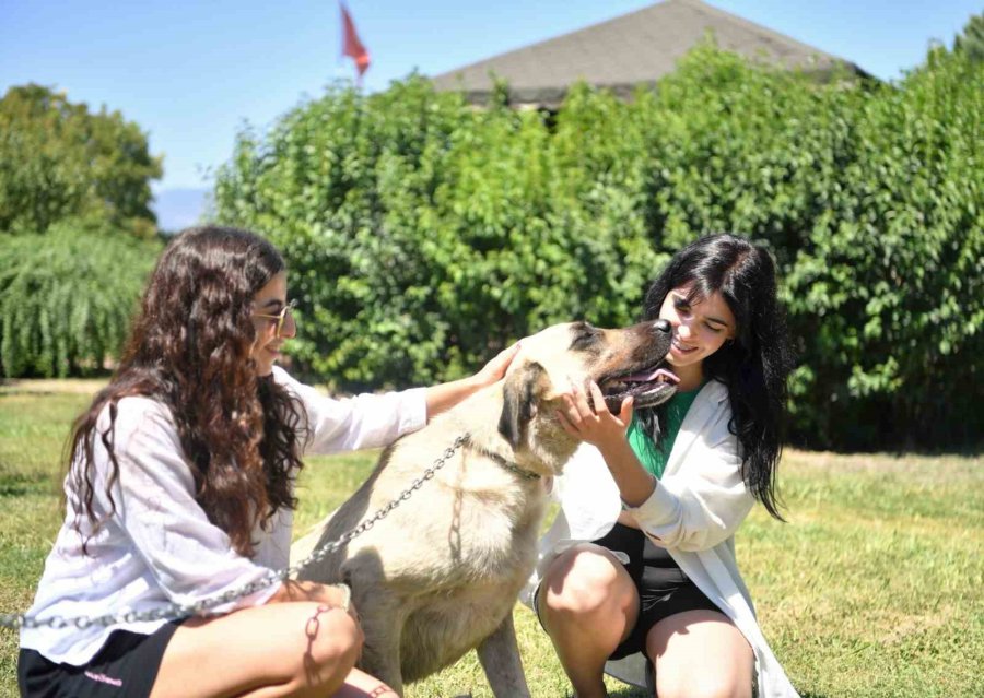 Sütlaç Ve Kara’nın Artık Ailesi Var