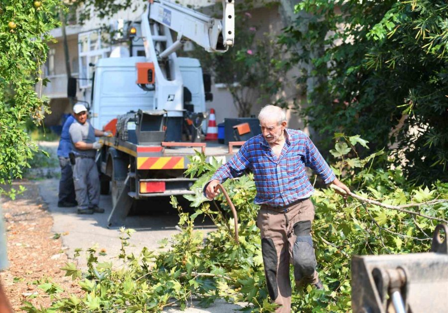 Konyaaltı’nda Tehlike Oluşturan Ağaçlar Budanıyor