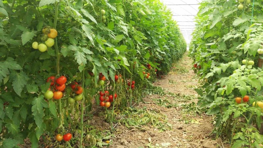 Eskişehir Hastalık Ve Zararlı Kontrolleri Devam Ediyor