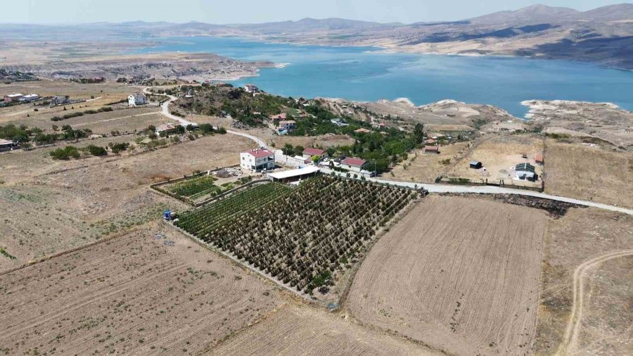 Kayserililer Böğürtleni Dalında Yiyor