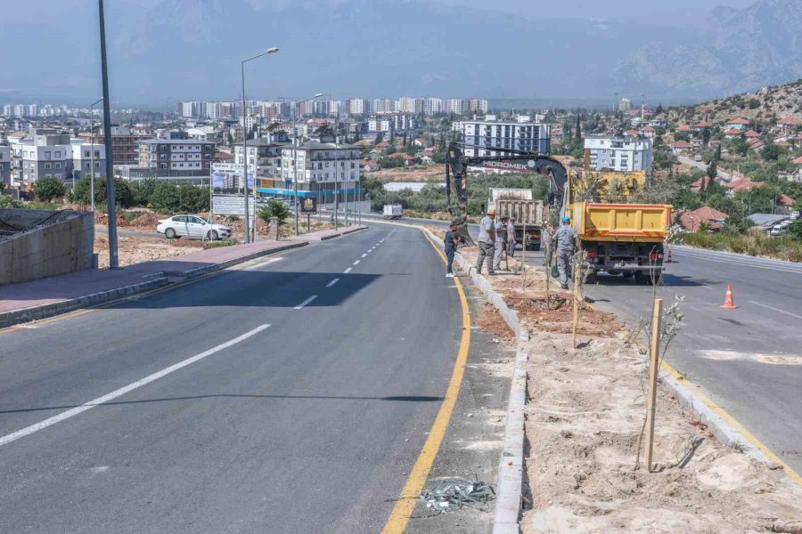 Zeytin Dalı Şehitleri Caddesi’ne 100 Zeytin Fidanı