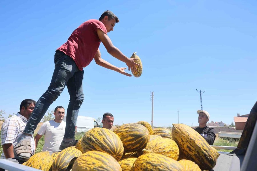 Konya Ovasından Lezzetini Alan Kavunlar, Dünya Pazarlarına Da Gönderiliyor