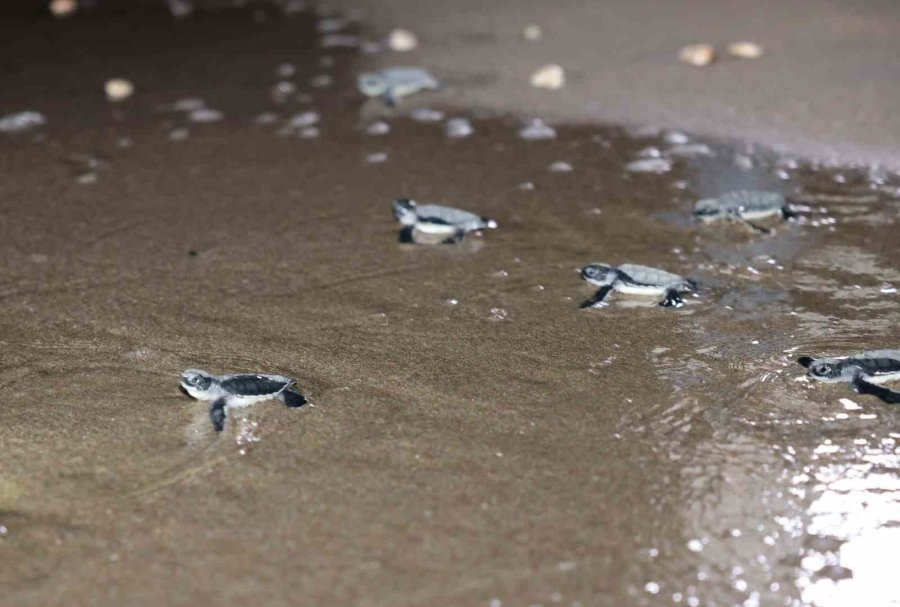 Caretta Carettalar Denizle Buluşuyor