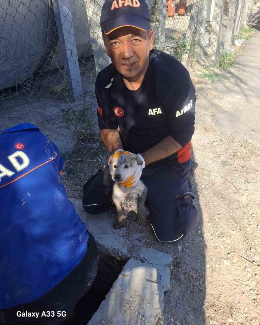 Yavru Köpek 4 Metrelik Çukurdan Çıkarıldı