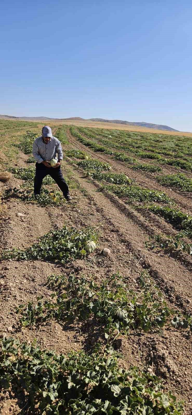 Beylikova’nın Ünlü Halilbağı Mühürlü Kavunu Üreticinin Yüzünü Güldürdü