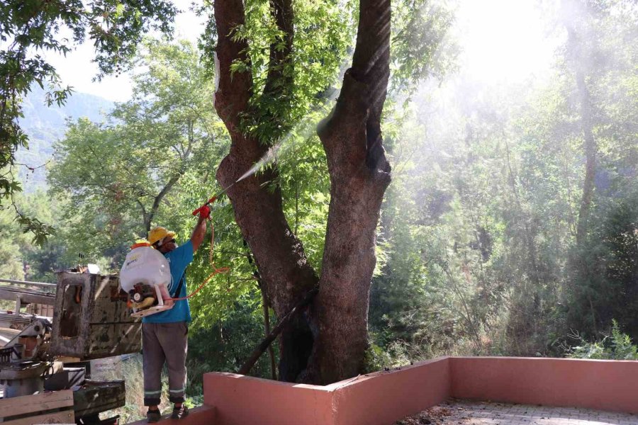 Alanya Belediyesi’nden Doğa Mirası Ağaçlara Bakım Ve Rehabilitasyon