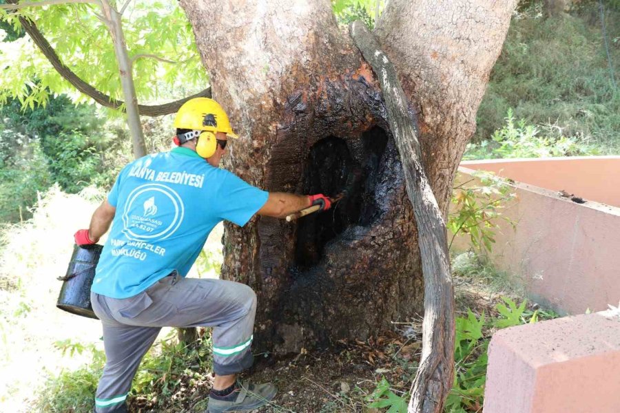 Alanya Belediyesi’nden Doğa Mirası Ağaçlara Bakım Ve Rehabilitasyon