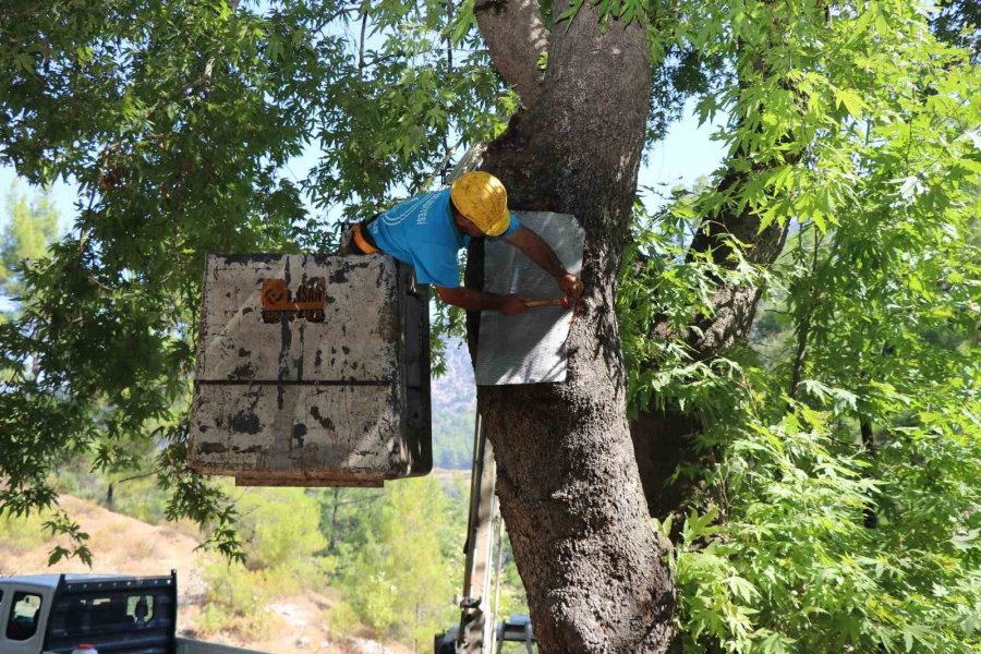 Alanya Belediyesi’nden Doğa Mirası Ağaçlara Bakım Ve Rehabilitasyon