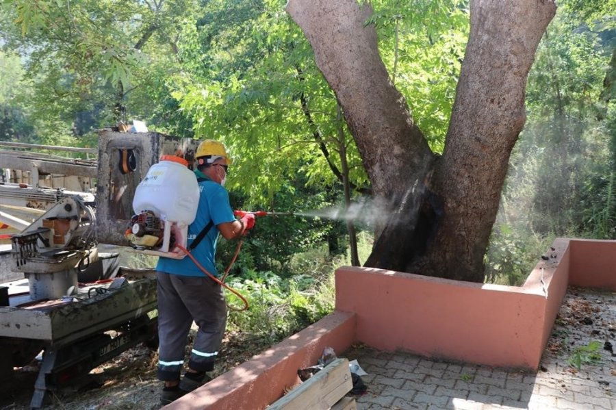 Alanya’da Doğa Mirası Ağaçlara Bakımları Yapıldı