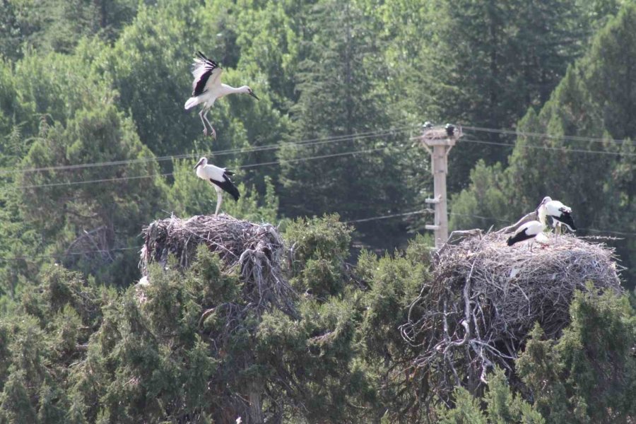 Leylekler Vadisi’nde “lak Lak” Sesleri Sustu