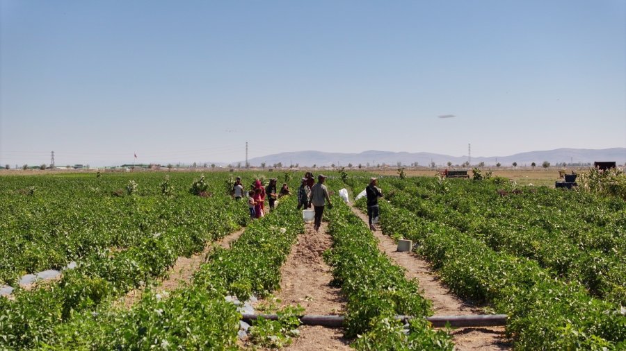 Karatay’da Ata Tohumu Ürünleri Hasadı Başladı