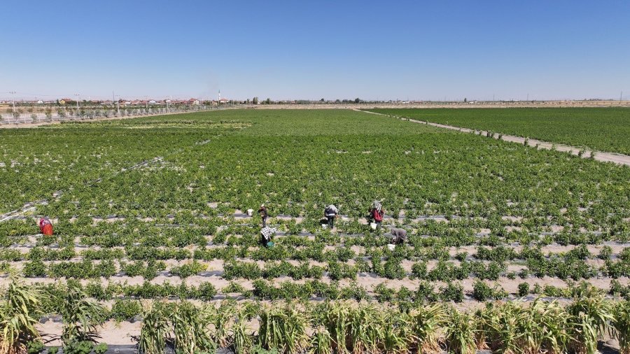 Karatay’da Ata Tohumu Ürünleri Hasadı Başladı