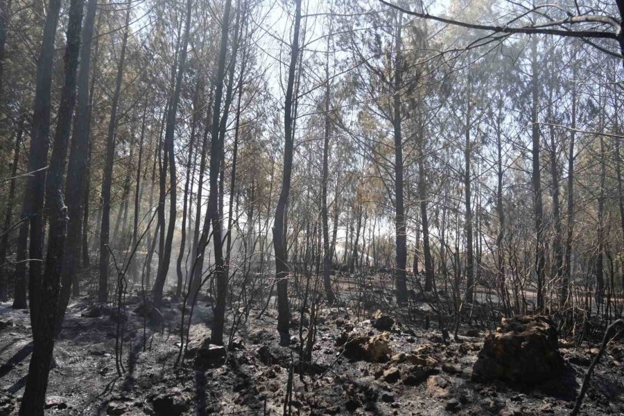 Kırsal Alanda Çıkan Yangın 3 Sera Ve Ormanlık Alana Zarar Verdi