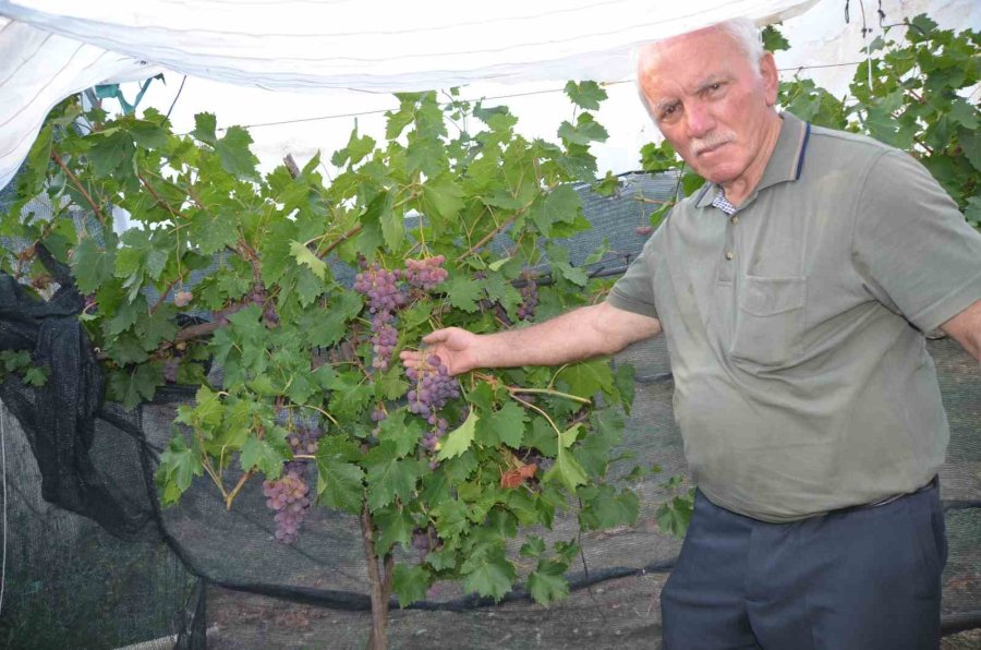 Atalarından Kalan Asırlık Üzüm Bağlarını Ayakta Tutmak İçin Çabalıyor