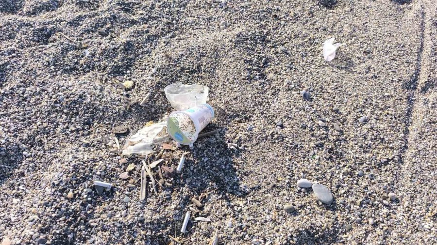 Caretta Yavruları Denize Ulaşmaya Çalışırken Plastik Bardakların İçinde Telef Oluyor