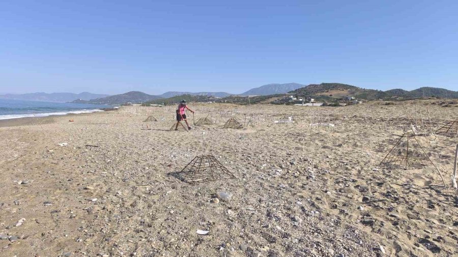 Caretta Yavruları Denize Ulaşmaya Çalışırken Plastik Bardakların İçinde Telef Oluyor