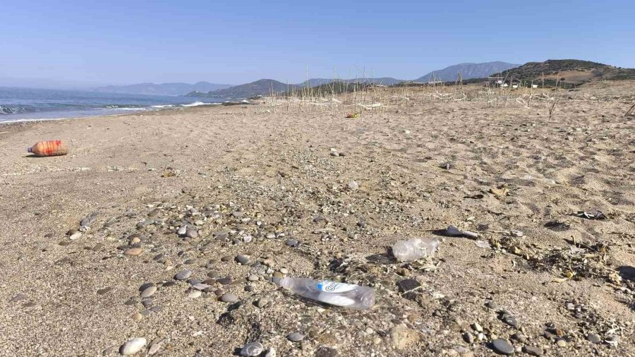 Caretta Yavruları Denize Ulaşmaya Çalışırken Plastik Bardakların İçinde Telef Oluyor