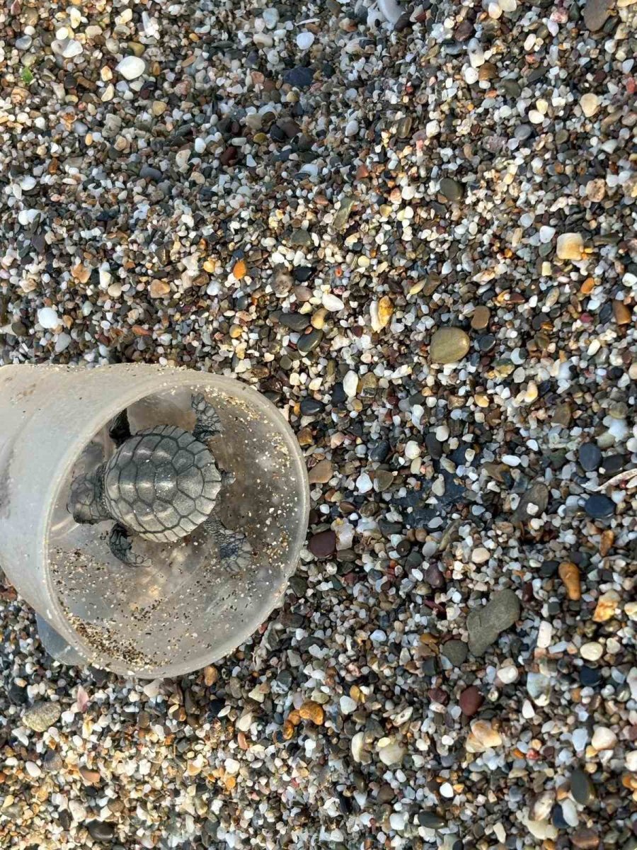 Caretta Yavruları Denize Ulaşmaya Çalışırken Plastik Bardakların İçinde Telef Oluyor