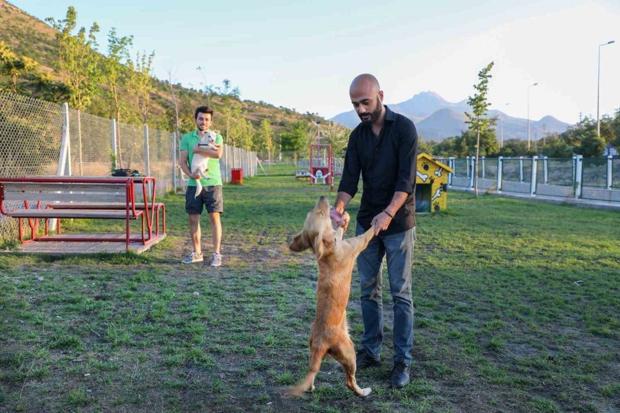 Talas’ta Hayvanlara Özel Patiyol