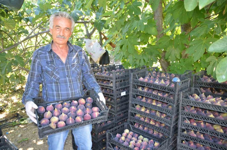 Antalya’da İncir Hasadı Başladı