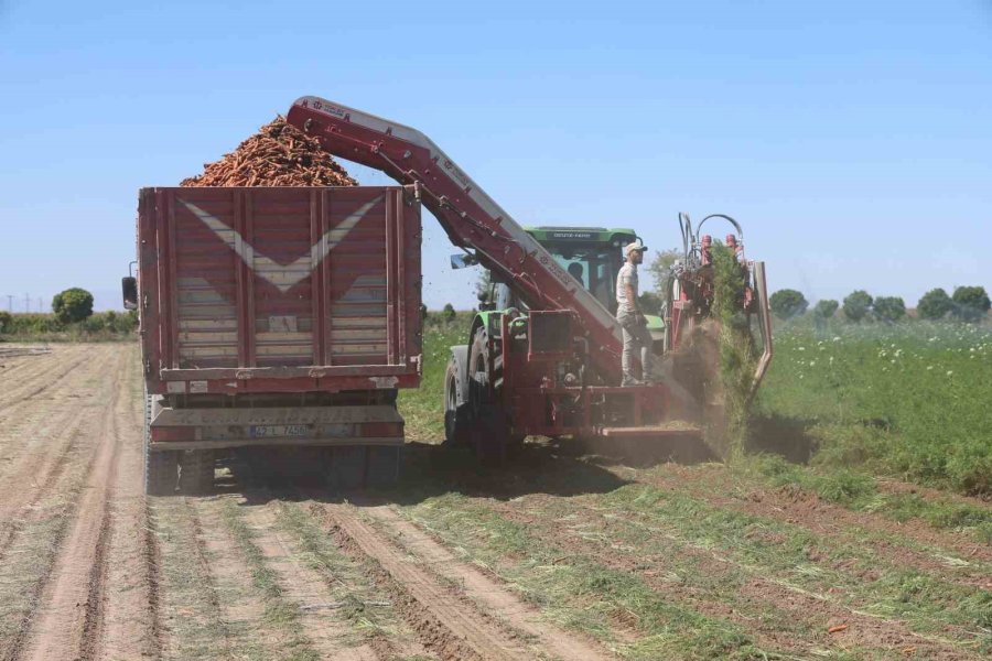 Lezzetini Topraktan, Kalitesini Teknolojiden Alan Havucun Üretiminde Yüzde 500 Artış