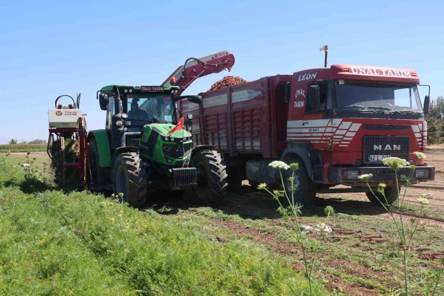 Lezzetini Topraktan, Kalitesini Teknolojiden Alan Havucun Üretiminde Yüzde 500 Artış