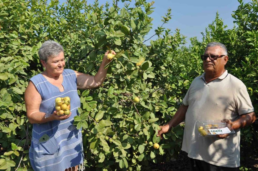 Mersin’de Tropikal Meyve Guavanın Hasadına Başlandı