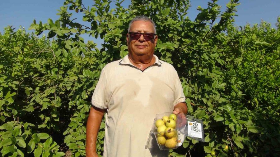 Mersin’de Tropikal Meyve Guavanın Hasadına Başlandı