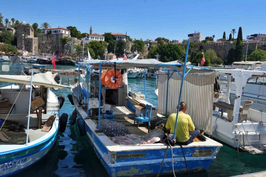 Antalya’da Rekor Sıcaklık Denizdeki Balık Türlerini Ve Omurgasız Canlıları Yok Ediyor