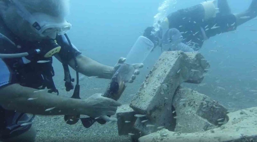 Denize Atılan Plastik Şişede Sıkışan Orfoz Balığını Dalış Yapan Profesör Kurtardı