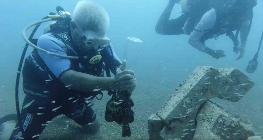 Denize Atılan Plastik Şişede Sıkışan Orfoz Balığını Dalış Yapan Profesör Kurtardı