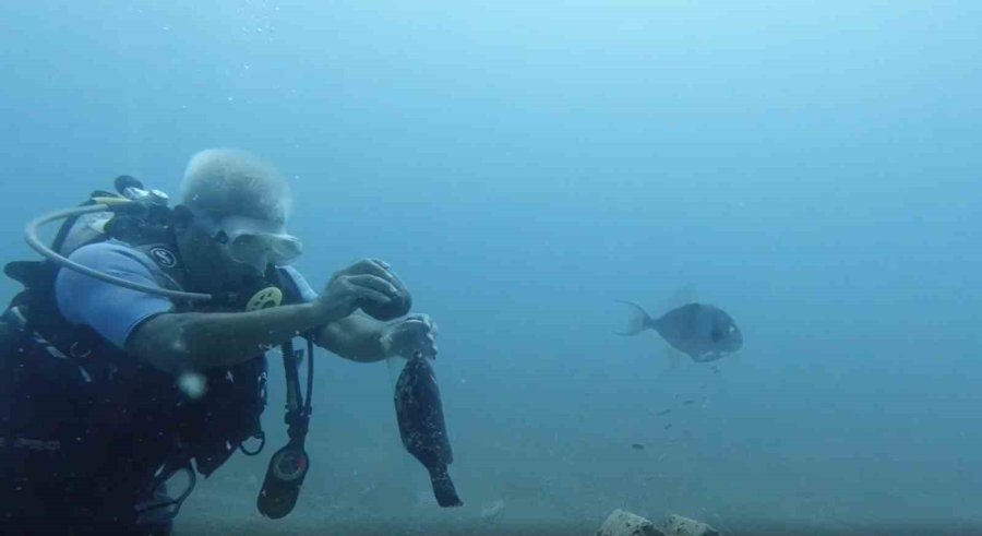 Denize Atılan Plastik Şişede Sıkışan Orfoz Balığını Dalış Yapan Profesör Kurtardı