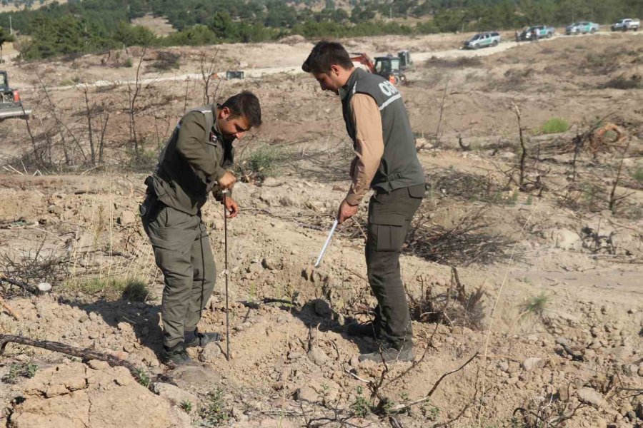 Kül Olan 312 Hektar Ormanlık Alan 333 Bin Fidanla Yeşertilecek